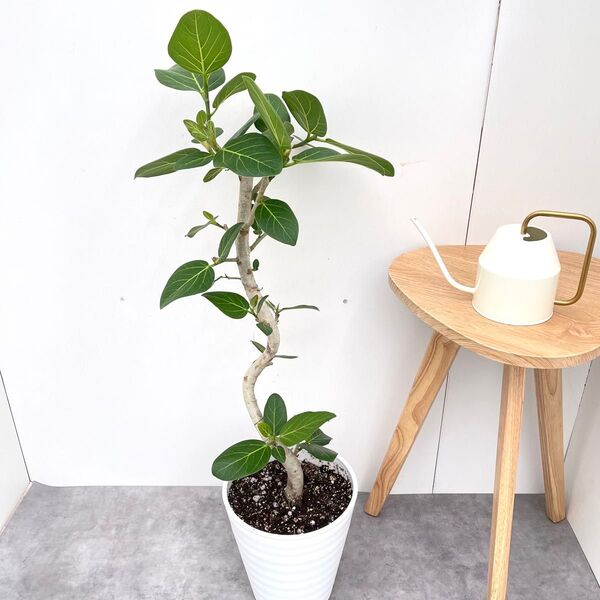フィカス ベンガレンシス 曲がり 15【現品】観葉植物 大型 室内