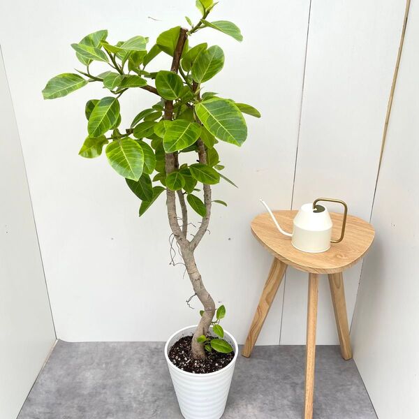 フィカス アルテシマ 曲がり 16【現品】観葉植物 室内 大型