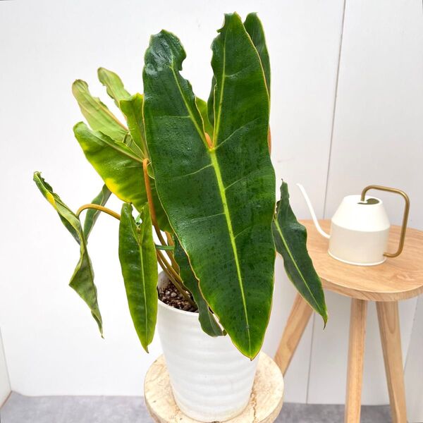 フィロデンドロン ビレッティア 2【現品】☆希少☆ 観葉植物