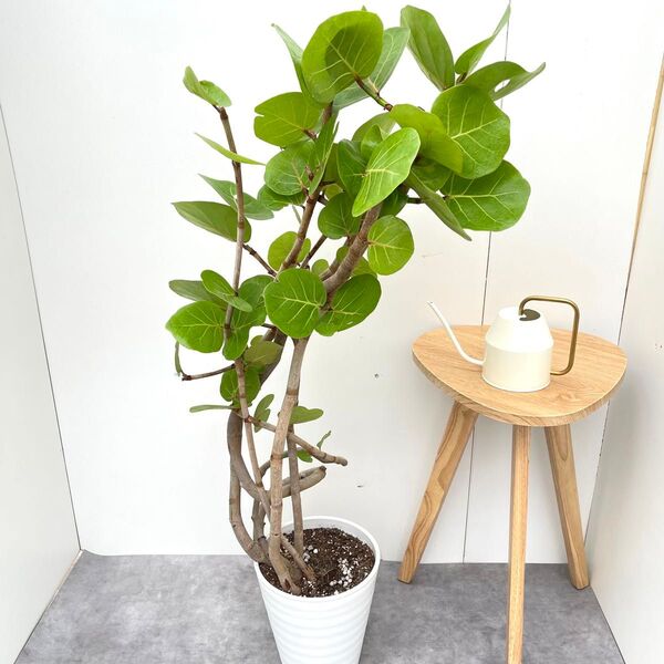 シーグレープ 曲がり 4【現品】観葉植物 大型