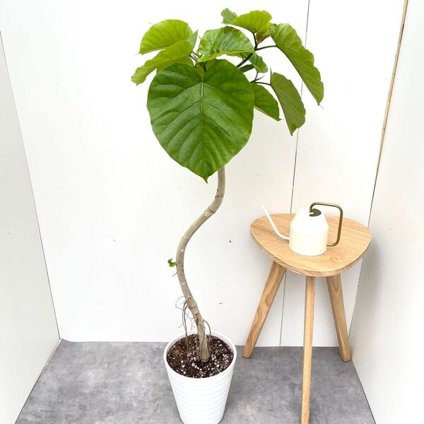 フィカス ウンベラータ 曲がり 11【現品】観葉植物 室内 大型