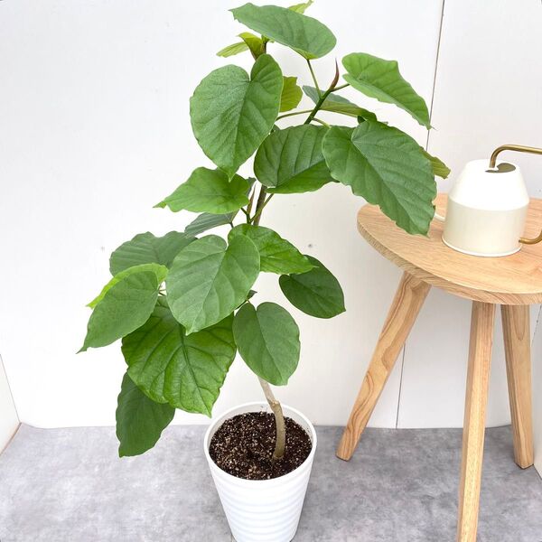 フィカス ウンベラータ 曲がり 12【現品】観葉植物 室内 7号