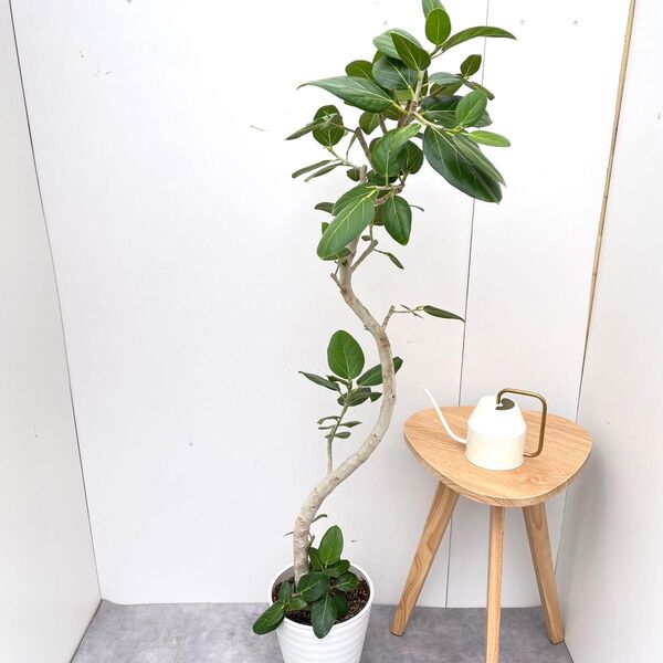 フィカス ベンガレンシス 曲がり 9【現品】観葉植物 大型 室内