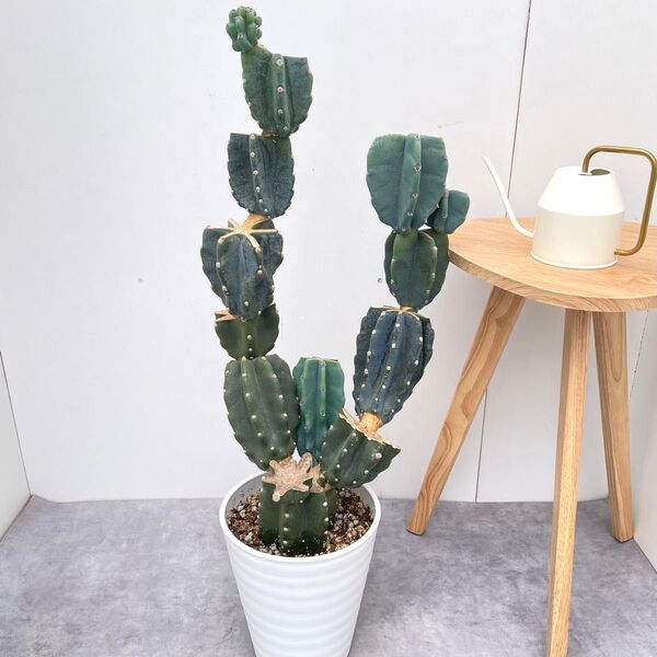 柱サボテン ブランチ 16【現品】観葉植物 室内 ドライガーデン 大型