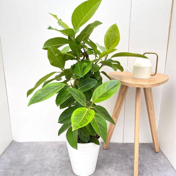 フィカス アルテシマ 曲がり 2【現品】観葉植物 室内 大型