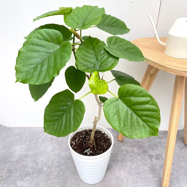 フィカス ウンベラータ 曲がり 13【現品】観葉植物 室内 7号