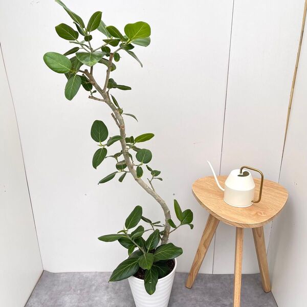 フィカス ベンガレンシス 曲がり 3【現品】観葉植物 大型 室内