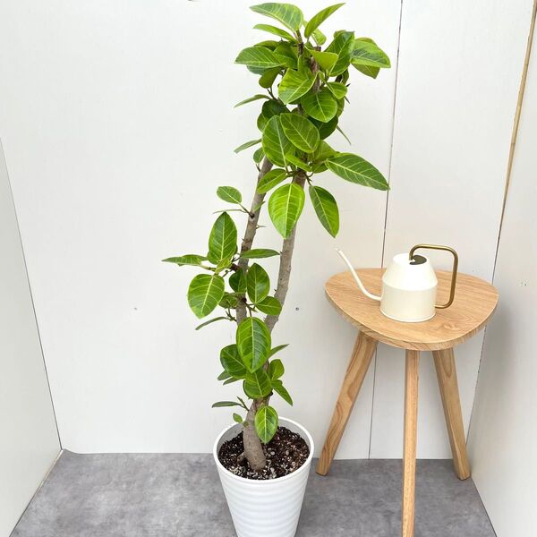 フィカス アルテシマ 曲がり 17【現品】観葉植物 室内 大型