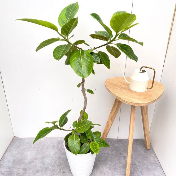 フィカス アルテシマ 曲がり 3【現品】観葉植物 室内 大型