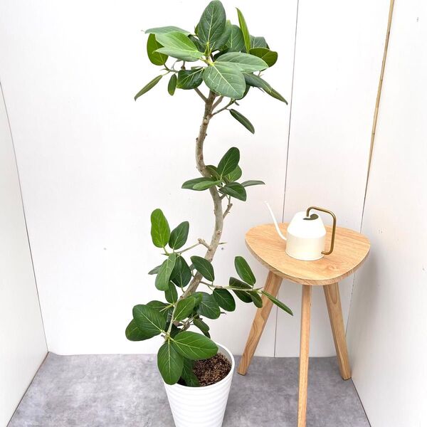 フィカス ベンガレンシス 曲がり 10【現品】観葉植物 大型 室内