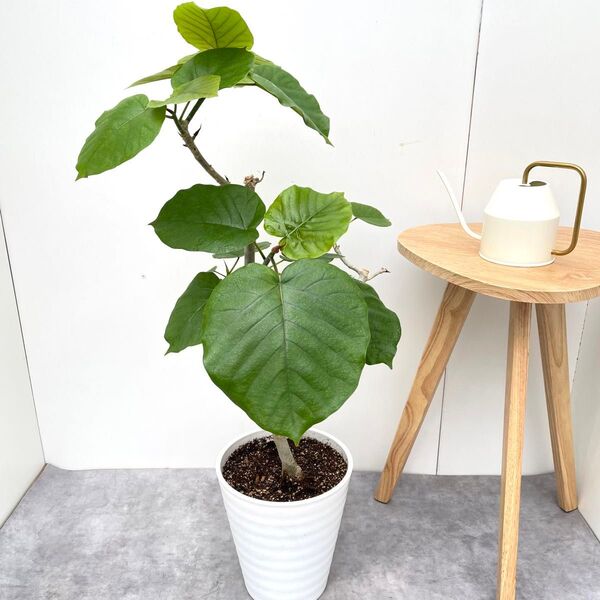 フィカス ウンベラータ 曲がり 14【現品】観葉植物 室内 大型