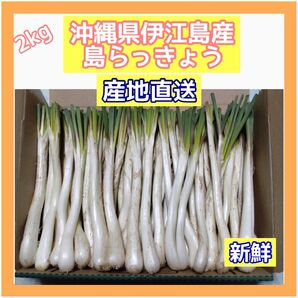 沖縄県 伊江島産 島らっきょう 2キロ 新鮮 産地直送 農家直送