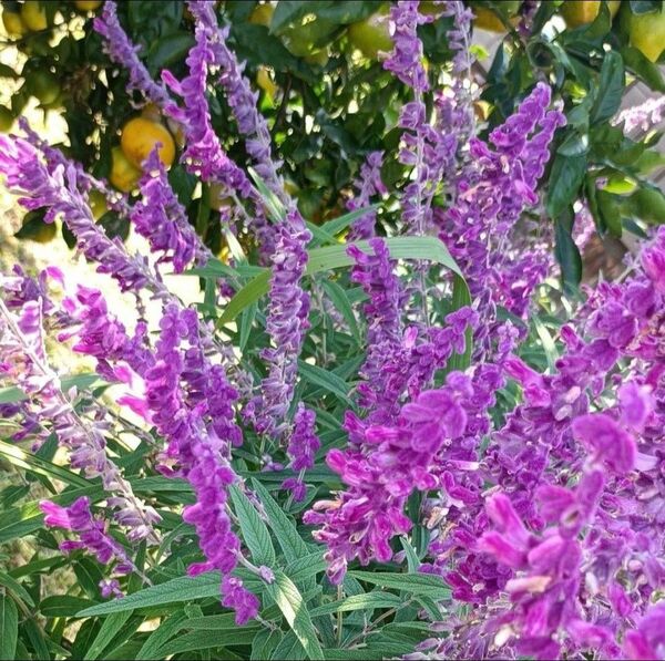 ⑦☆多年草☆アメジストセージ(メキシカンセージ)1株 株分け苗 抜き苗 5月5日撮影 現物写真 紫色