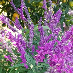 ⑪☆多年草☆アメジストセージ(メキシカンセージ)1株 株分け苗 抜き苗 5月12日撮影 現物写真 紫色