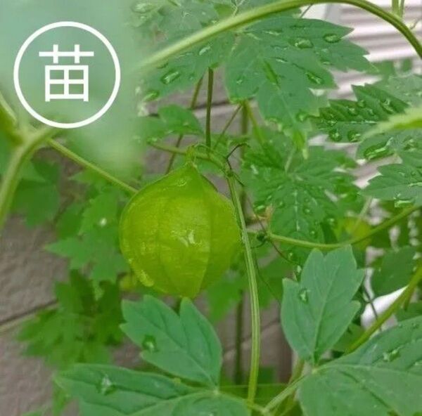 フウセンカズラの苗 抜き苗 10本 グリーンカーテン 画像1~5は去年撮影、画像6~8は5月22日撮影(現物写真)
