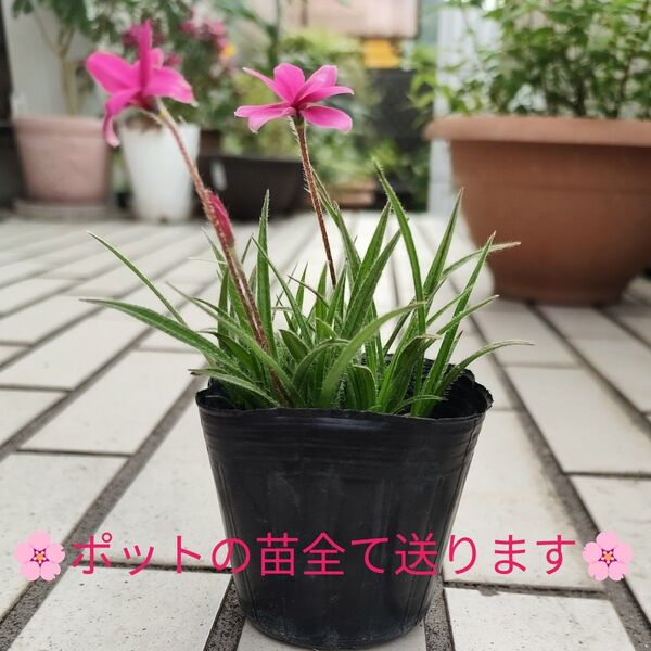 ☆来季用に☆アッツ桜 (ピンク) 抜き苗 5月28日現物写真 ※ポットの苗全て送ります。