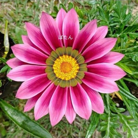 ガザニア 株分け苗 抜き苗 ダークピンク系 1株 画像1~3は昨年の開花時、画像4~6は5月14日撮影(現物写真)