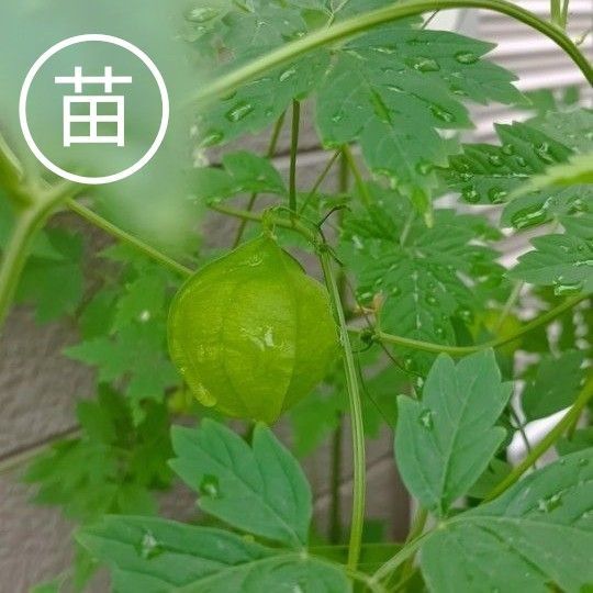 フウセンカズラの苗 抜き苗 15本 グリーンカーテン 画像1~5は去年撮影、画像6~8は5月22日撮影(現物写真です)