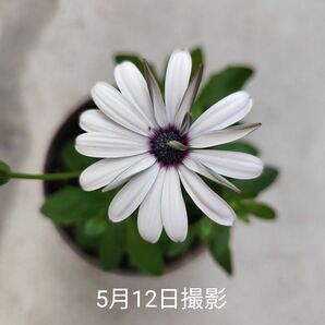 オステオスペルマム 白(スカイ&アイス) 1苗 抜き苗