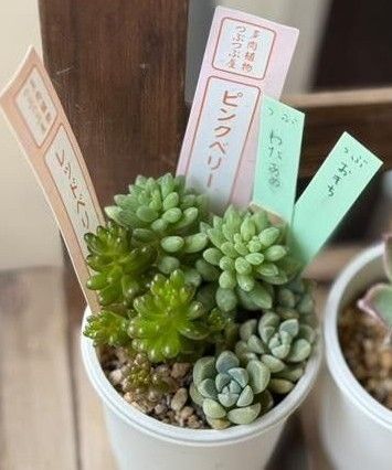 つぶつぶ屋さん おもち わたあめ ピンクベリー レッドベリー 抜き苗 セット