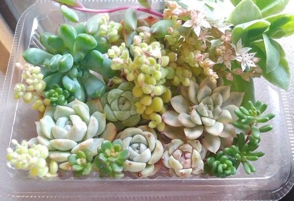多肉植物 エケベリア セダム 詰め合わせ 寄せ植え用 セット