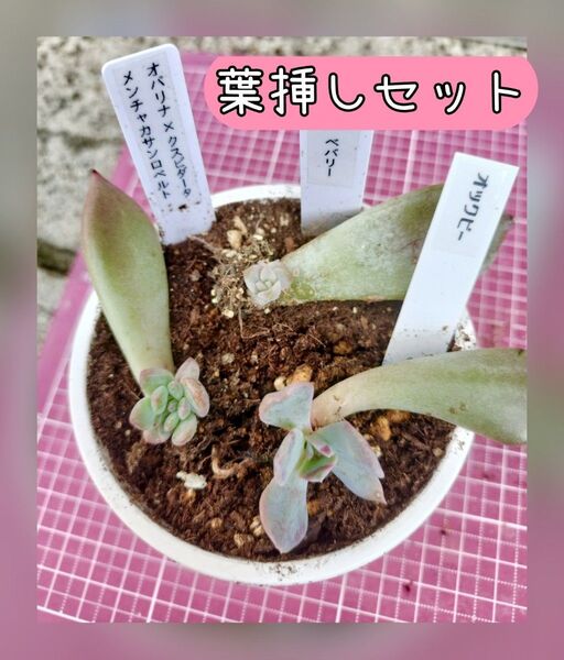 オパリナ × クスピダータメンチャカサンロベルト ベバリー オックビー 葉挿し苗写真の苗をお送りします 根付き 多肉植物