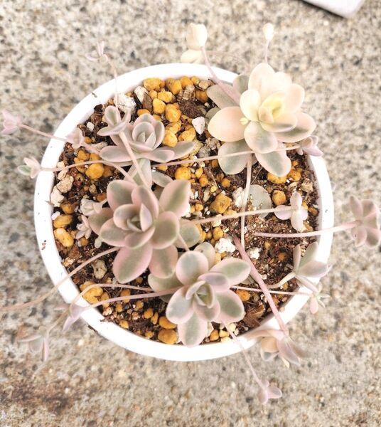 子持ち蓮華錦 鏡花 写真の苗をお送りします 抜き苗 激かわ 多肉植物 鉢 A-30S 8.6cmx5.7cm