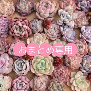 おまとめページ ピンクパンダ 葉挿しから独立苗 写真の苗をお送りします 根付き ゴースティ