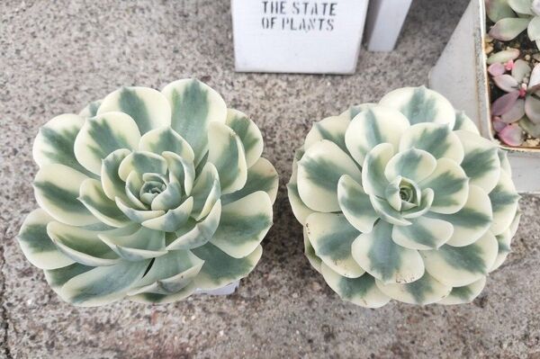 大人気☆ 大苗 ルノーディーン 2苗 鉢のまま クロネコ宅急便発送 2900円 斑入り 多肉植物 ポットごと発送