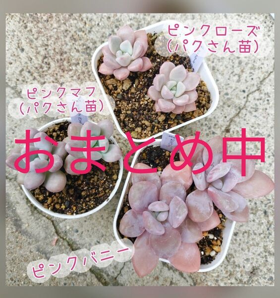 ピンクローズ ピンクマフ ピンクバニー 写真の苗をお送りします 抜き苗 ピンク3種 ゆうパケットプラス 2450円