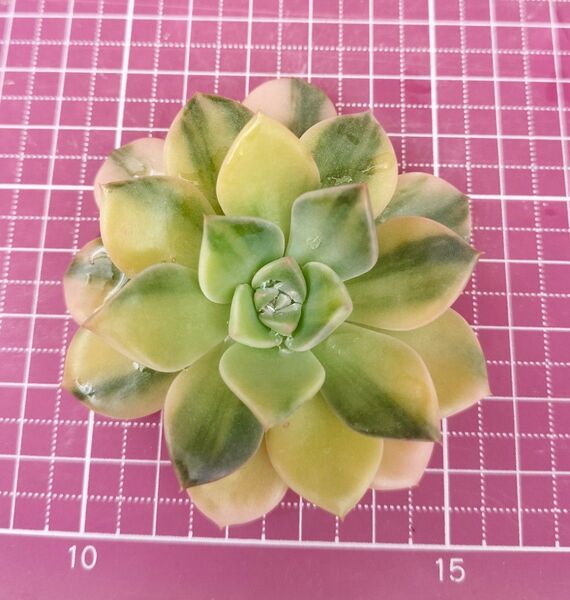Pretty in Pink錦 プリティインピンク錦 写真の苗をお送りします カット苗 元祖カラー 輸入苗 多肉植物