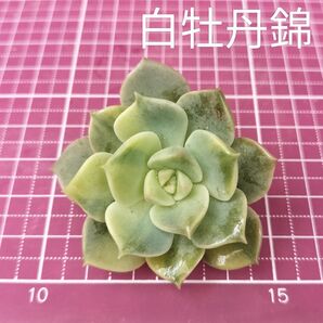 白牡丹錦 写真の苗をお送りします カット苗 斑入り 多肉植物