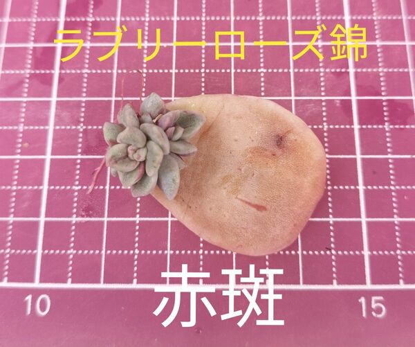 ラブリーローズ錦 赤斑 葉挿し苗 写真の苗をお送りします 根付き 抜き苗
