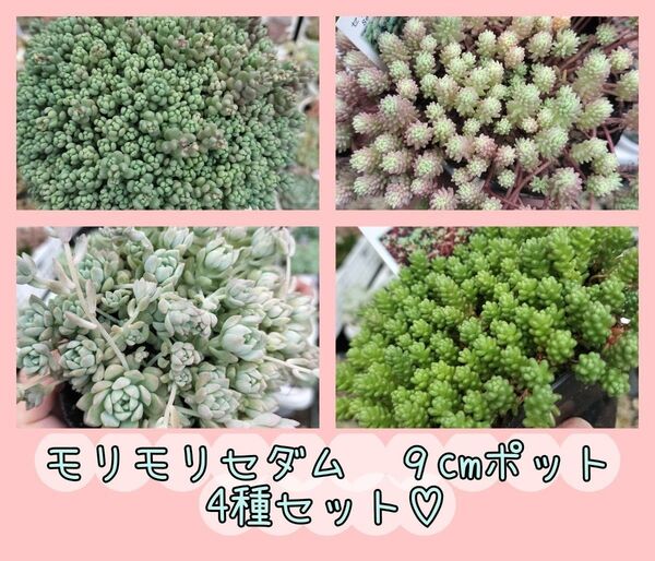 セダム 4種セット☆ 9cmポットからモリモリ溢れてる苗を選びました!! 抜き苗 多肉植物 ゆうパケットプラス発送