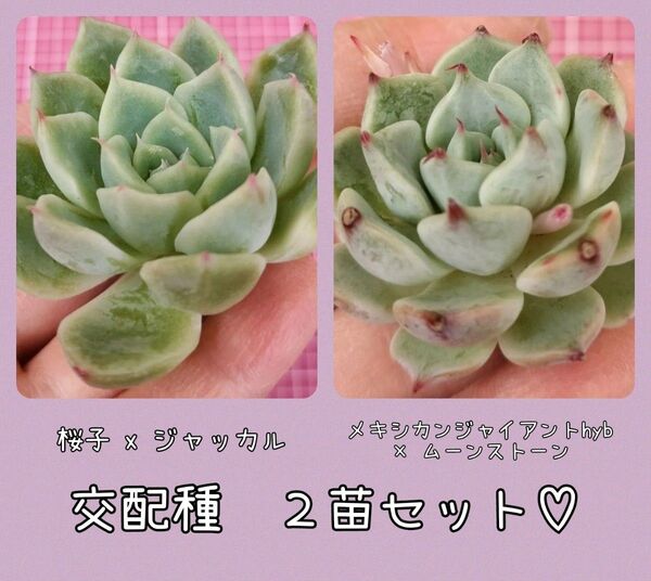 桜子 x ジャッカル メキシカンジャイアントhyb × ムーンストーン 写真の苗をお送りします カット 2苗セット 多肉植物