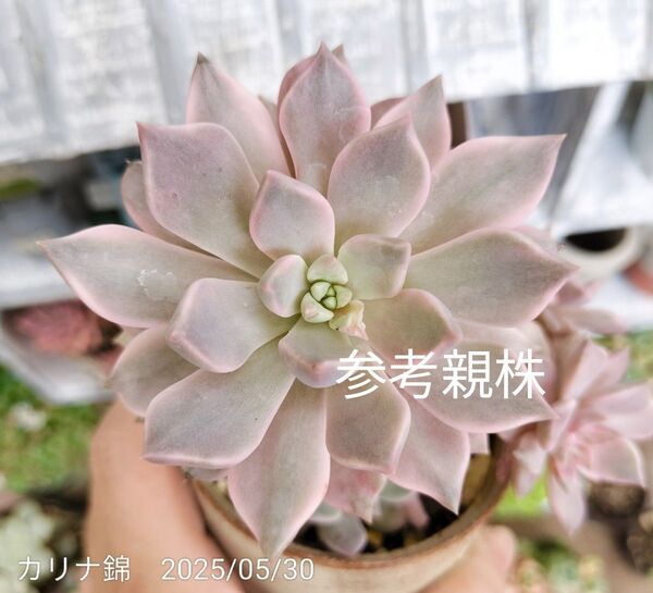 カリナ錦 レア 写真の苗をお送りします 抜き苗 鉢 A-25S 多肉植物 斑入り