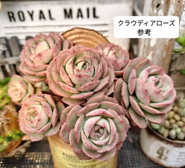 クラウディアローズ 写真の苗をお送りします 大苗 5カット 多肉植物 多肉弁当 ゆうパケットプラス 送料 445円 込み