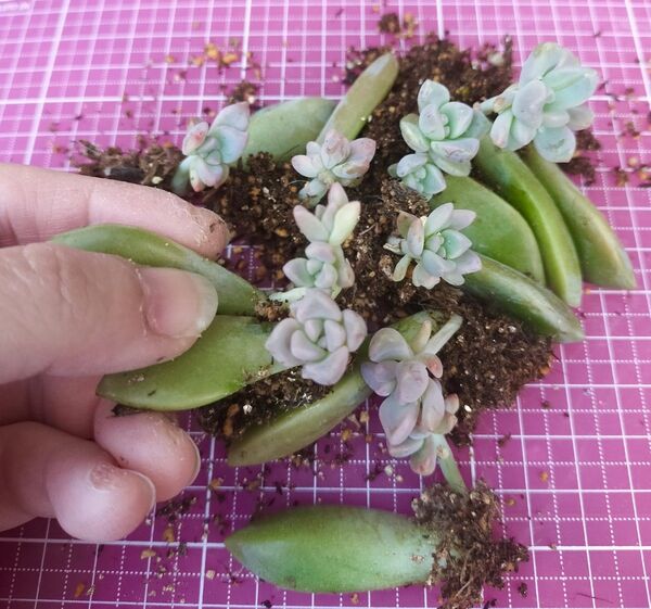桜牡丹(ゴースティ) 元錦 葉挿し苗 写真の苗をお送りします 根付き 親葉大きいので安心