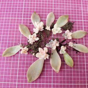 桜牡丹錦 ゴースティ錦 葉挿し苗 写真の苗をお送りします 根付き 写真の苗全部 多肉植物