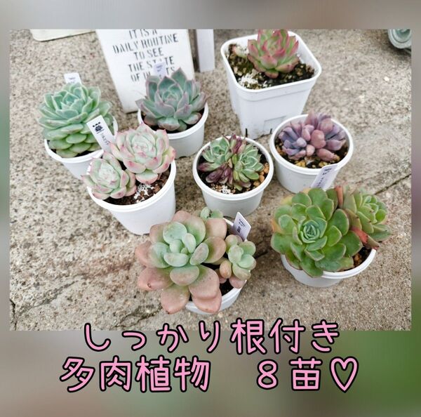 多肉植物 8苗 写真の苗をお送りします 抜き苗 名前付き 詰め合わせ 名札お付けします♪ ゆうパケットプラス