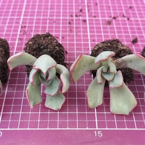 ストリクチフローラノヴァ 写真の苗をお送りします 根付き苗 4苗 根鉢 多肉植物 多肉弁当 詰め合わせ