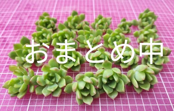 マッコス 写真の苗をお送りします カット 20苗 多肉植物