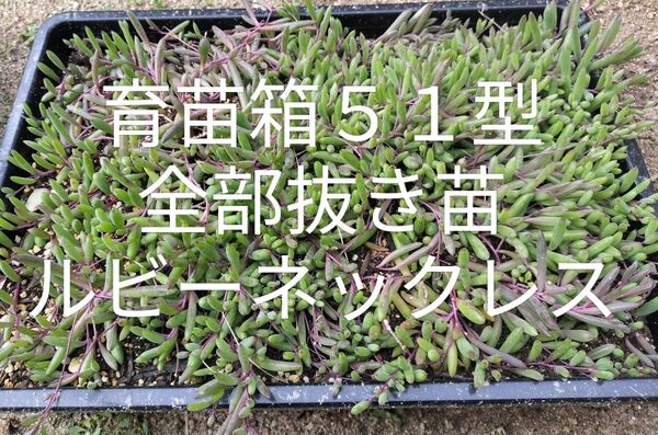 ルビーネックレス 写真の苗を全部お送りします 根付き 抜き苗 葉大きい 大量 育苗箱51型 クロネコヤマト宅急便発送☆