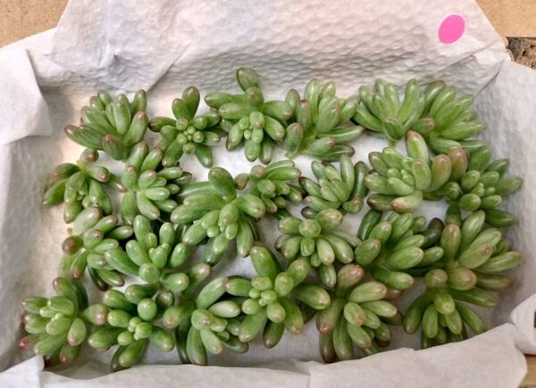 オーロラ 写真の苗をお送りします カット苗 14cm x 9cm箱いっぱい 可愛い斑入り セダム 多肉弁当 詰め合わせ