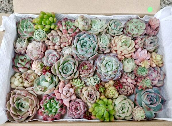写真の苗をお送りします 50カット以上 小苗チビも含む 多肉植物 多肉弁当 詰め合わせ 2999円