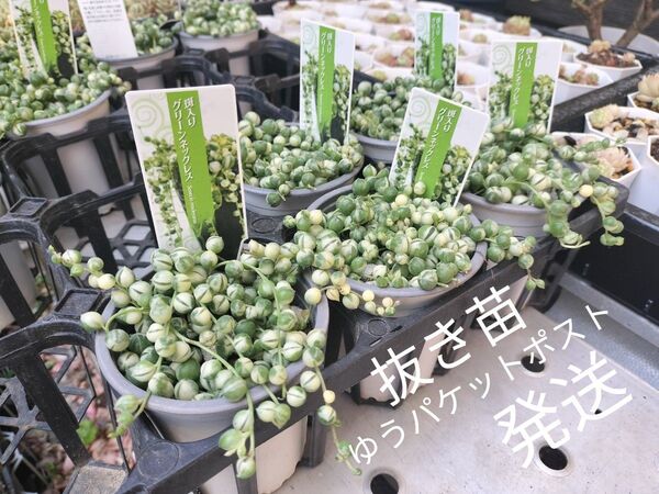 斑入りグリーンネックレス 写真の苗をお送りします 正規品 札付き 3号 5ポット 抜き苗 ゆうパケットポスト発送