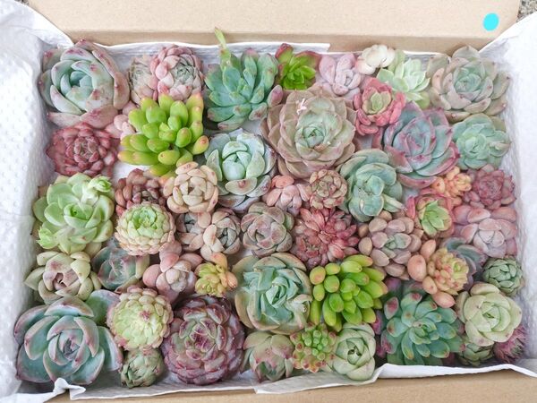 写真の苗をお送りします 50カット以上 小苗チビも含む 多肉植物 多肉弁当 詰め合わせ 2999円