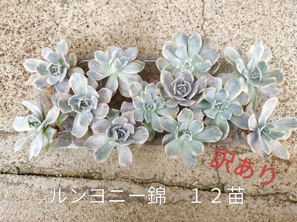 ルンヨニー錦 12苗 発根開始! 訳あり 写真の苗をお送りします 多肉植物 詰め合わせ ゆうパケットプラス 送料 445円 込み