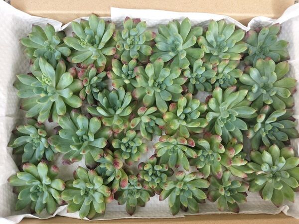 ブルーエルフ 写真の苗をお送りします 30カット♪ 多肉植物 大小詰め合わせ 箱サイズ 23cm x 16cm 箱いっぱい!