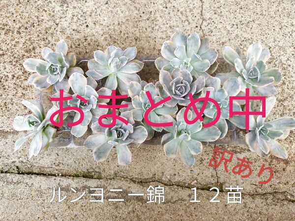 ルンヨニー錦 12苗 発根開始! 訳あり 写真の苗をお送りします 多肉植 ゆうパケットプラス 2998円